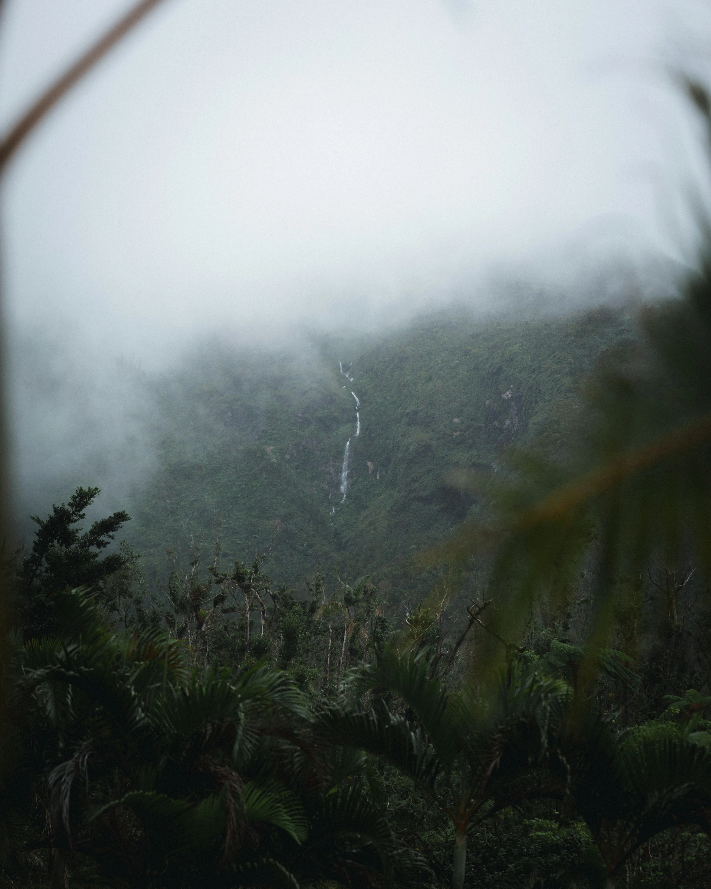 Sunlight filtering through the dense leaves of a Dominica rainforest canopy.